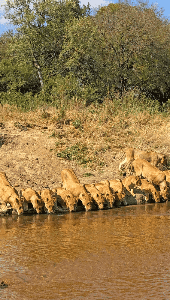 20 lion drinking MalaMala