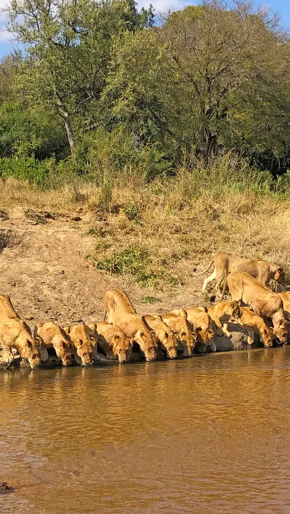 20 Lions Come Down to Drink in a Perfect Line
