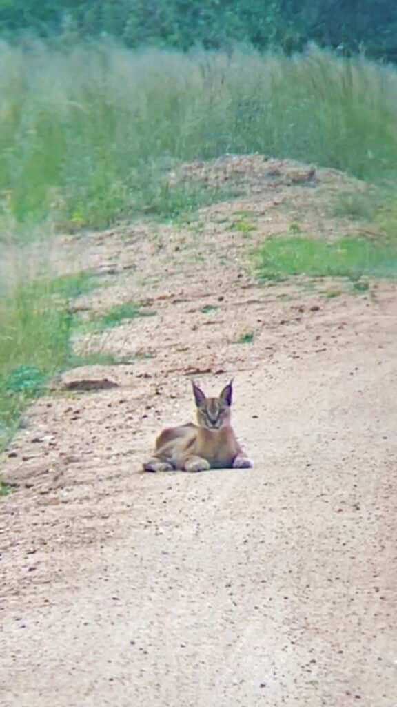 Caracal in the road in Kruger National Park