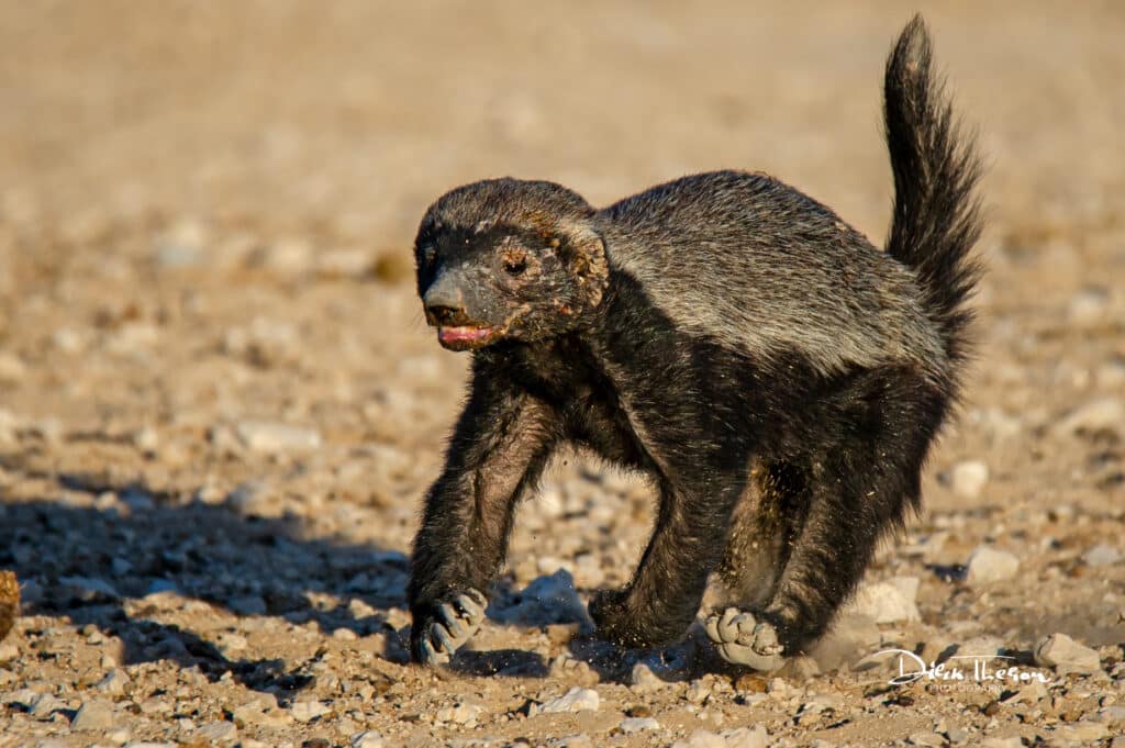 Honey Badger on the move