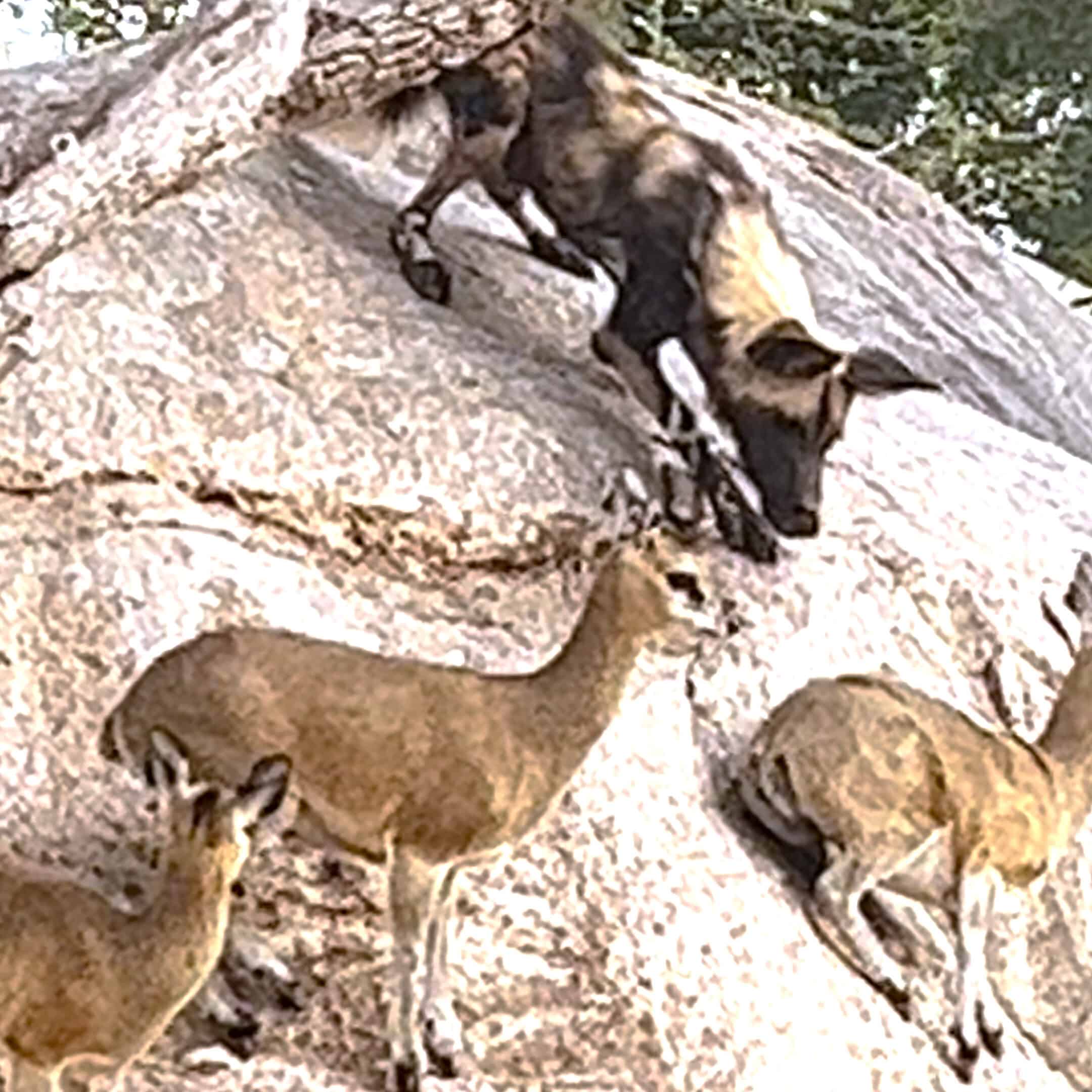 Wild dog tries to hunt antelope that are stuck at the edge of the cliff. So close yet so far
