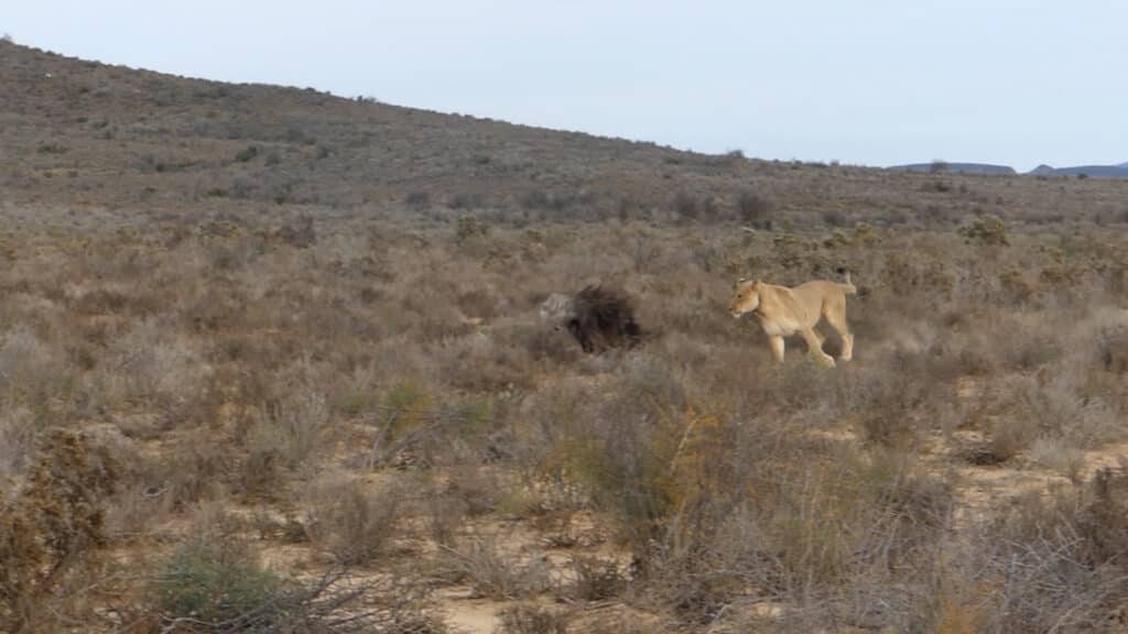 Lioness launches attack on Brown hyena