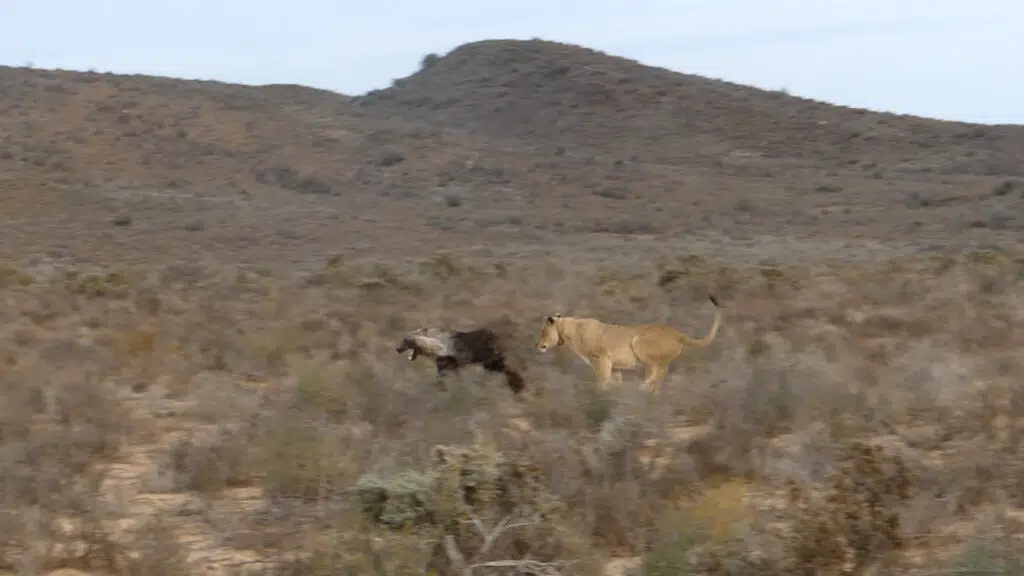 Brown hyena runs for its life from Lion