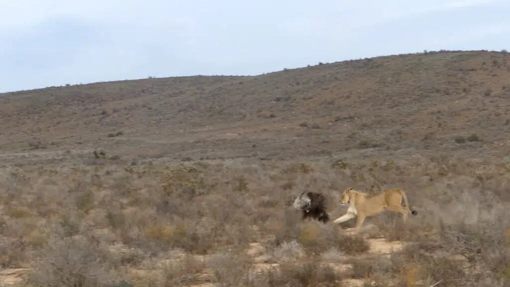 Lioness almost bites Brown hyena