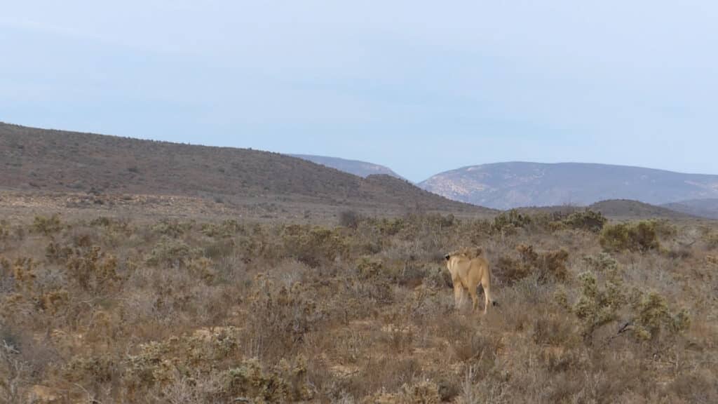 Lioness looks upset after a failed hunt