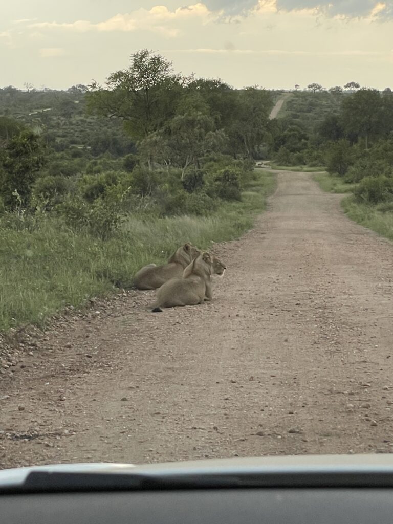 2 Lionesses in the Kruger National Park after being chased by Elephants