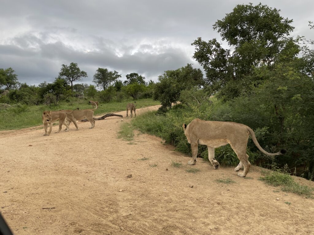 Pride of 6 lionesses in the Kruger National Park