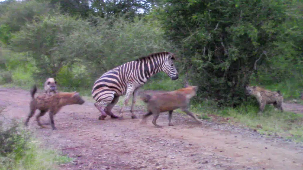 zebra with broken feet surrounded by hyenas