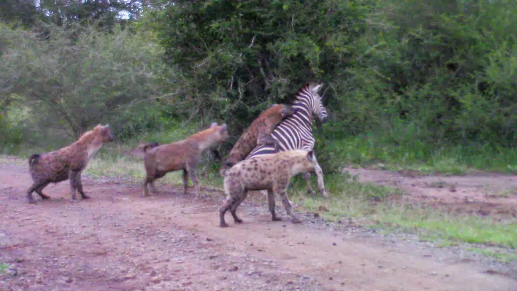 hyenas grab zebra on neck