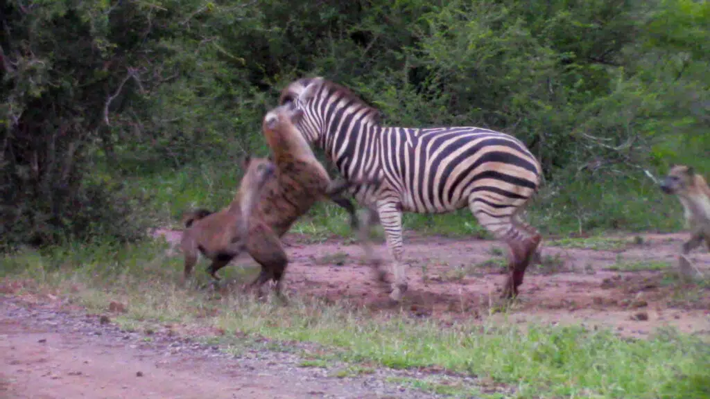zebra tries escaping hyenas while being eaten alive