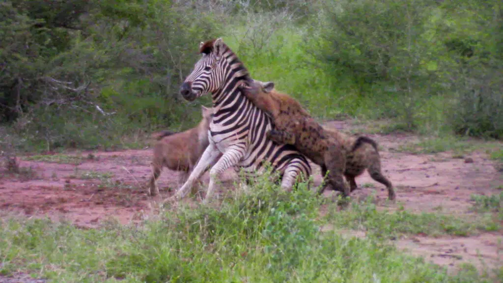 Zebra collapses with hyenas biting it
