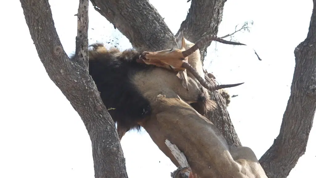 Male lion stealing Leopard's Impala kill