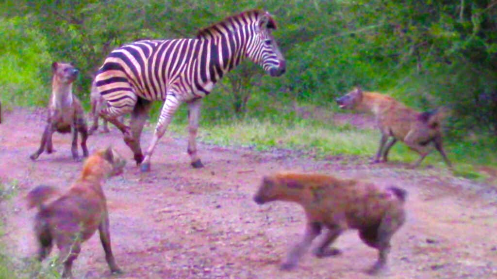 Hyena surround zebra