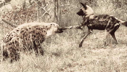 Wild dog and hyena boxing match