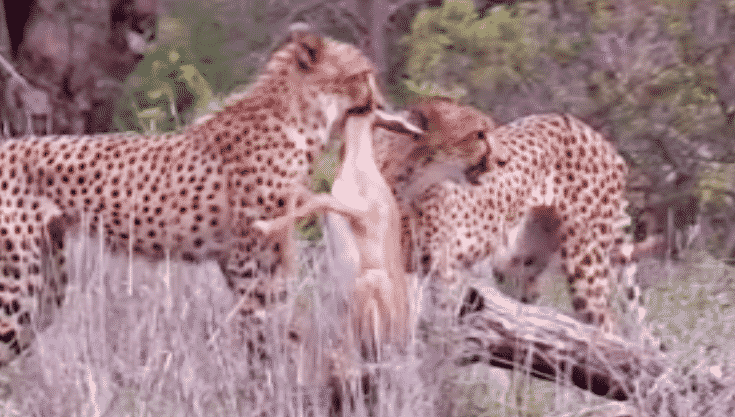 2 cheetah hunt impala