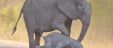 Elephants help dying calf