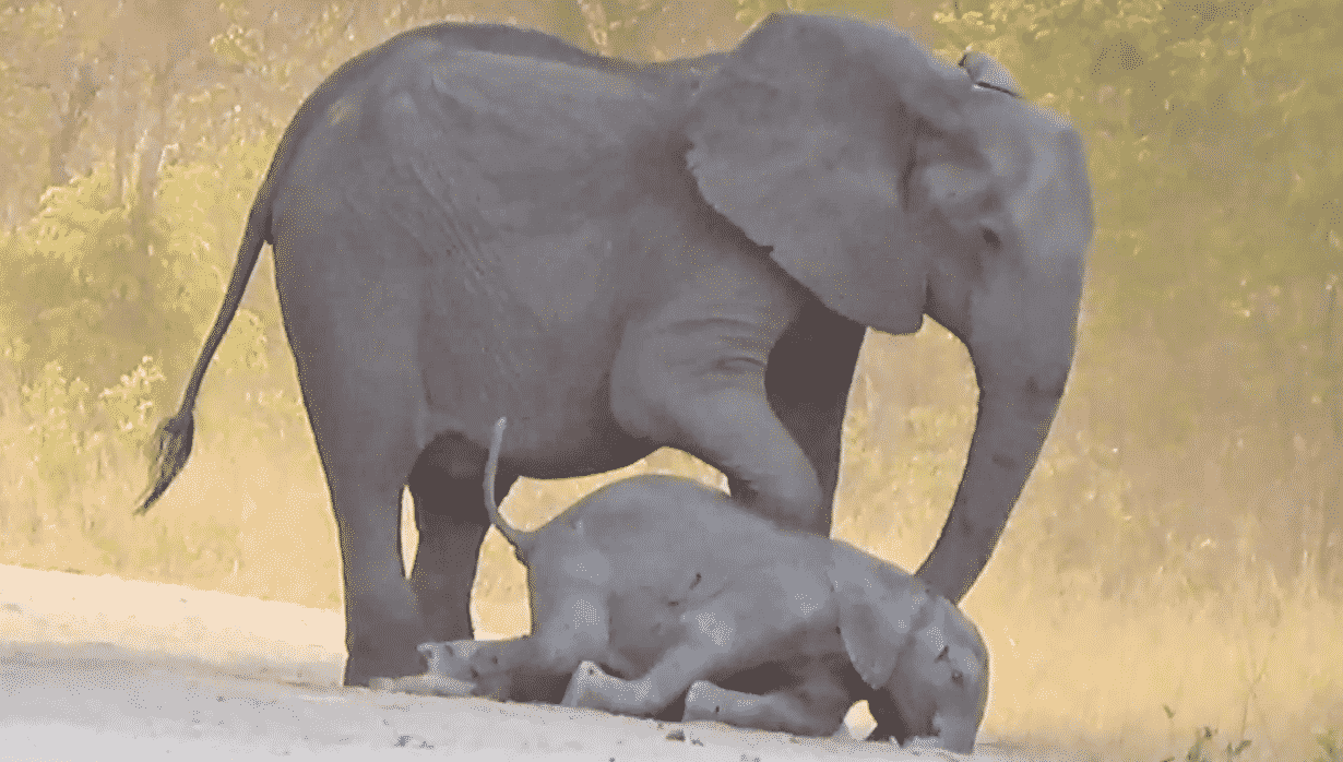 Elephants help dying calf