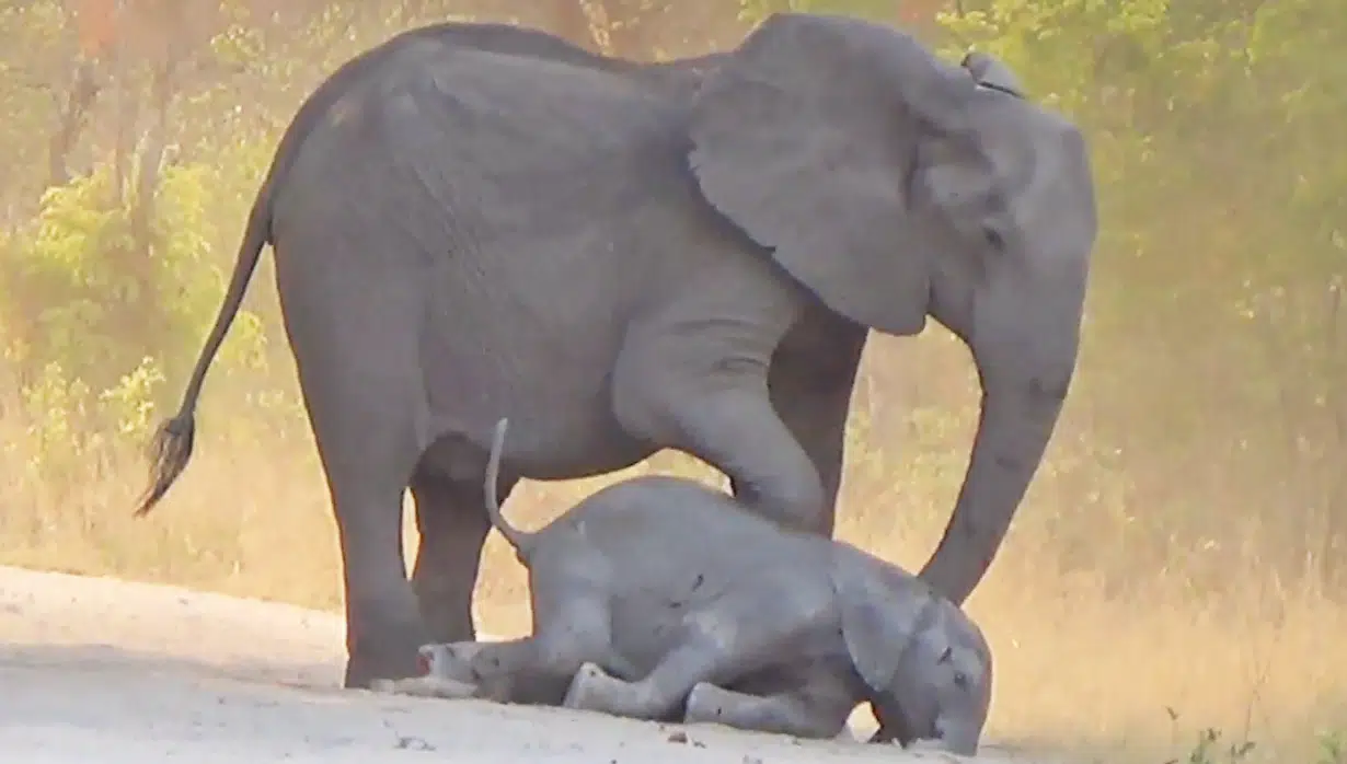 Elephants Desperately Try Bring Dying Calf Back to Life