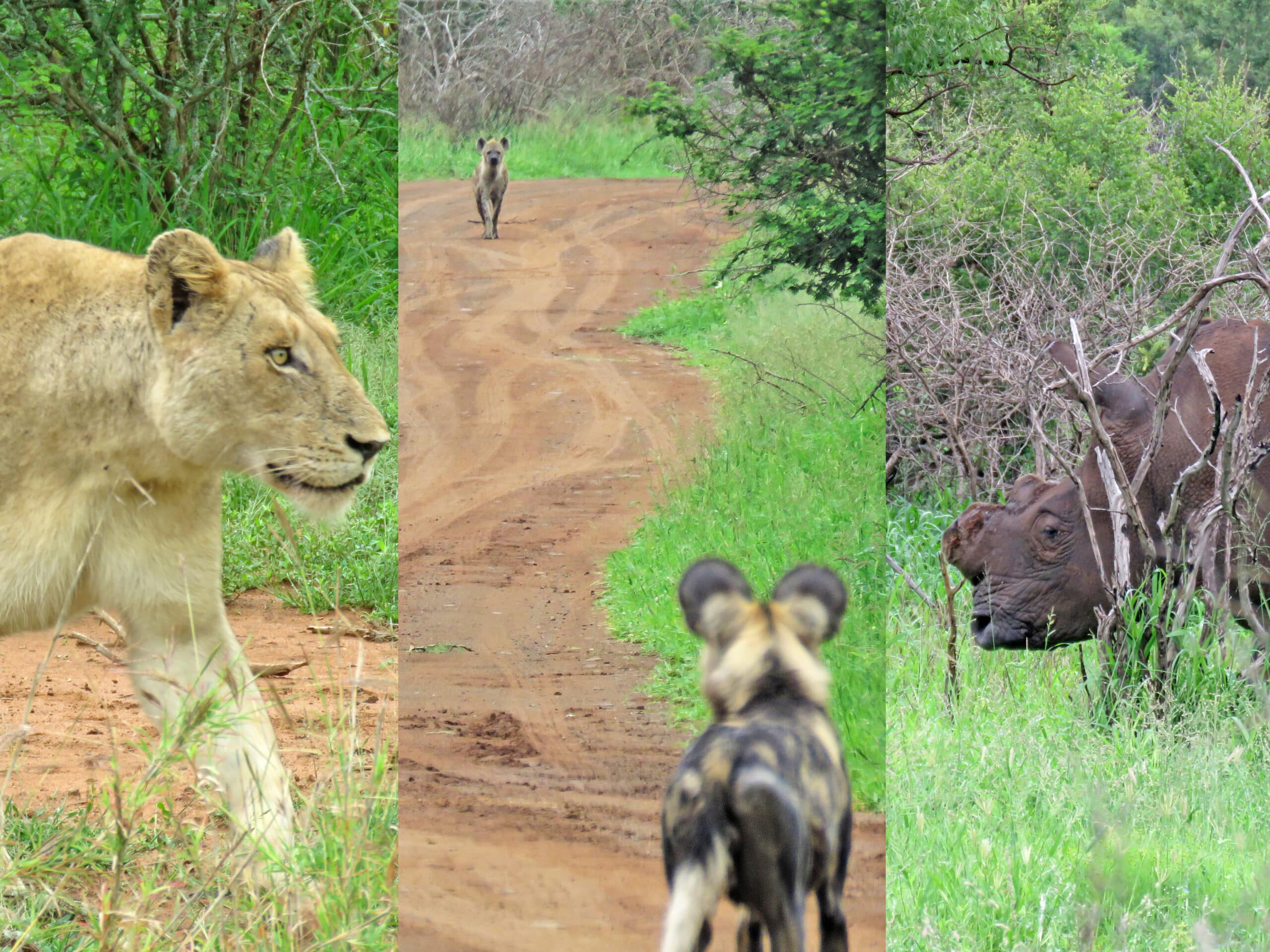A sighting with Lions, Wild Dogs, Spotted Hyena and a rhino