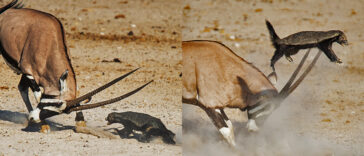 Antelope Sends Aggressive Honey Badger Flying