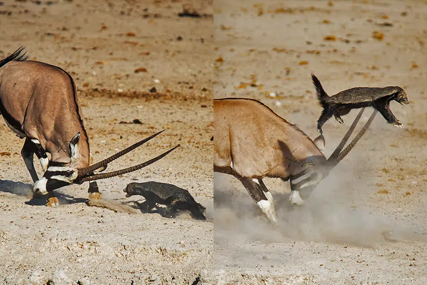 Antelope Sends Aggressive Honey Badger Flying