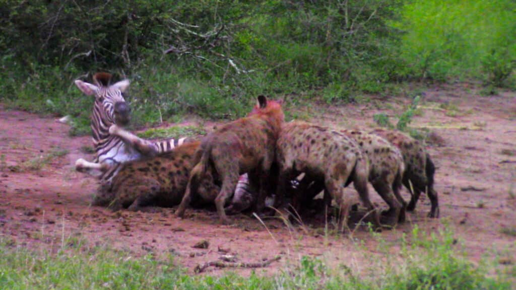 Hyenas eat zebra alive while it tries to escape
