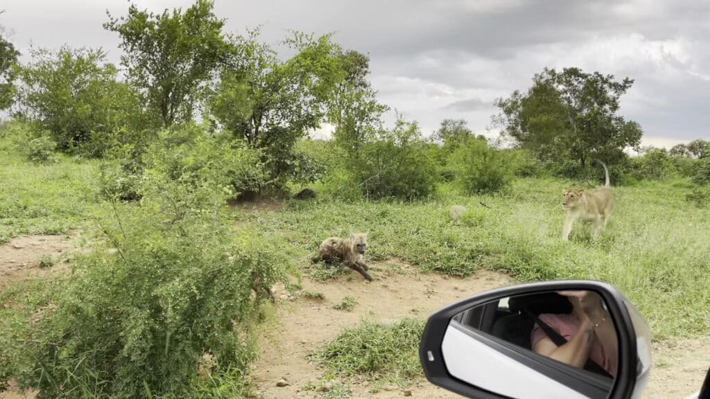 Lioness gives chase against one of the Spotted Hyena babies in the Kruger National Park 