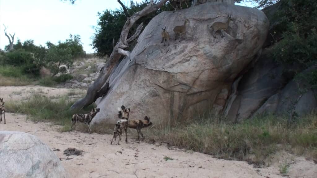 Wild dog climbing up rocks to get to antelope