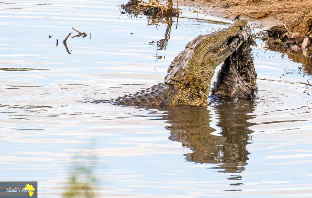 Badger defeated by crocodile