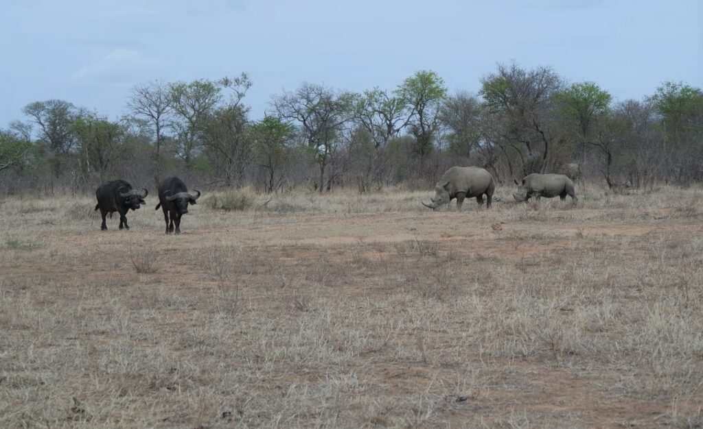 Buffalo and rhino in winter
