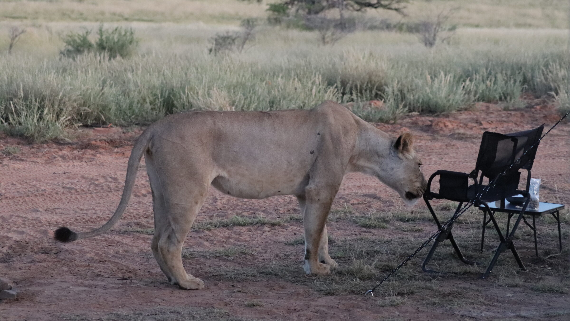 Female lion in camp in Kgalagadi as lions intrude on proposal