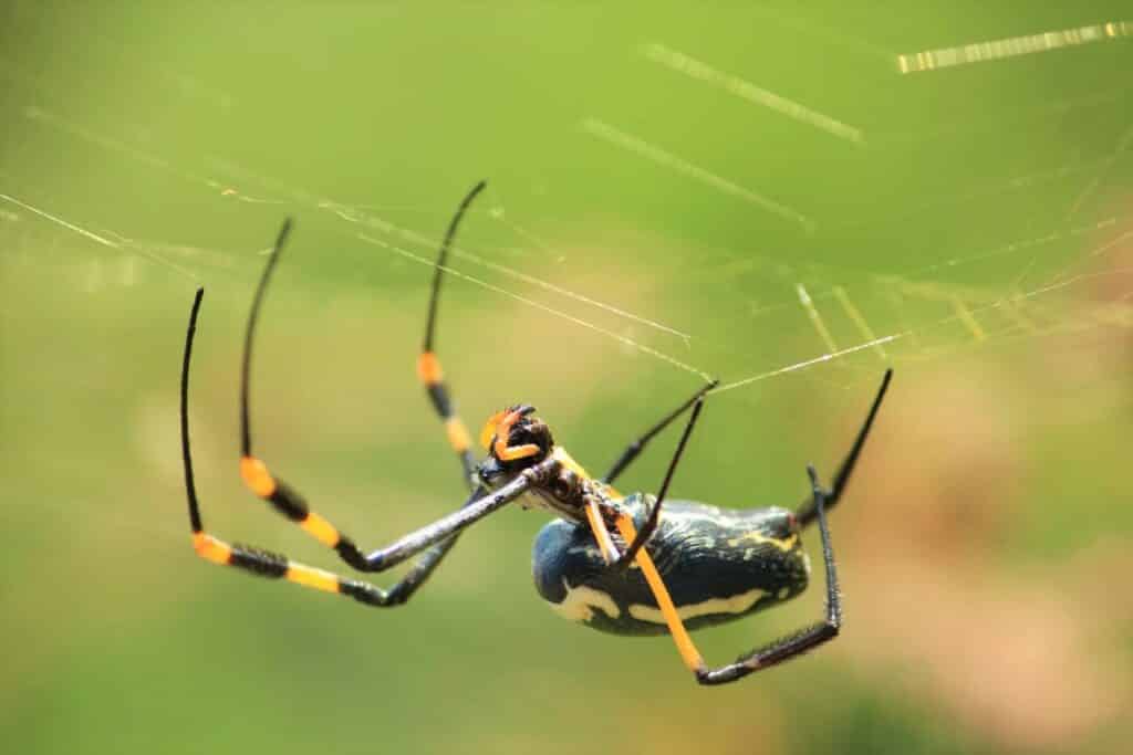 Golden-orb web spider