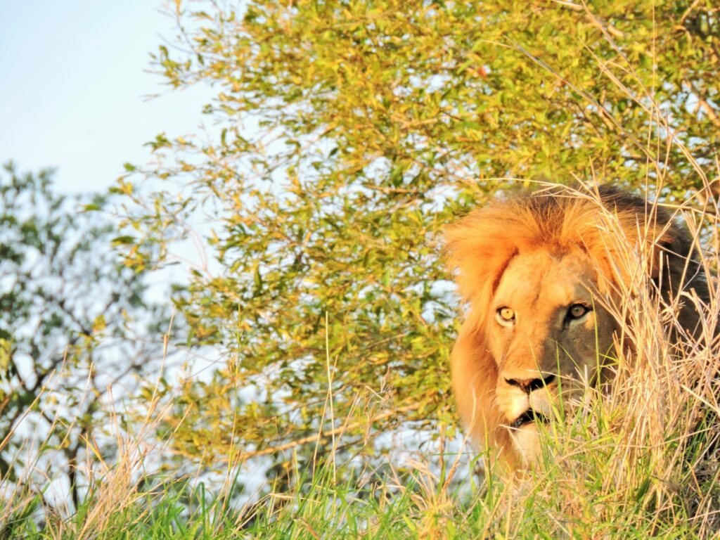 Male lion basking in the summer sun in Kruger National Park