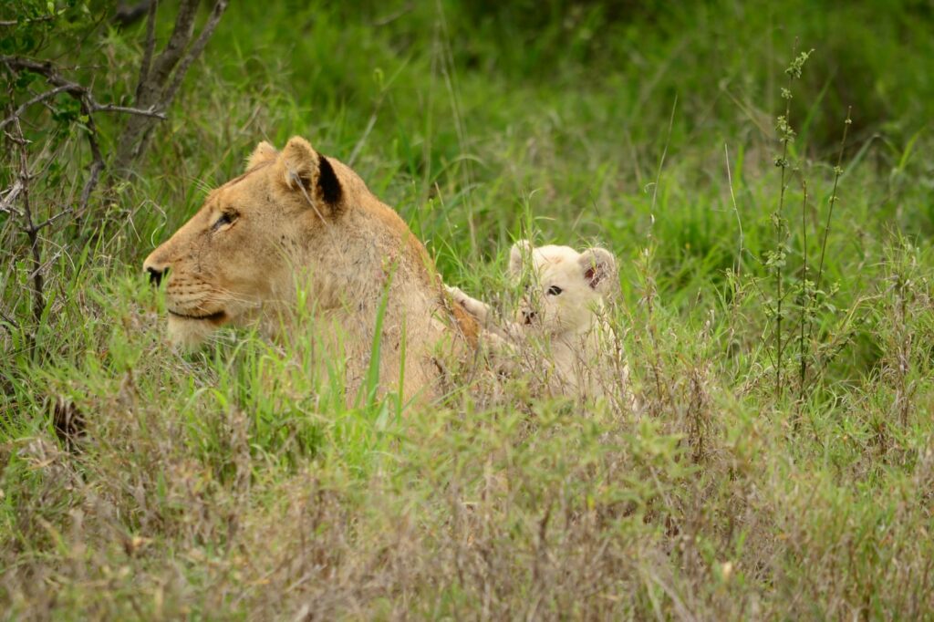 White lion cub in Greater Kruger