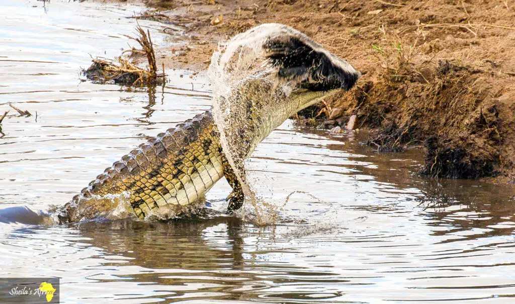 Crocodile attempts to tear badger in half