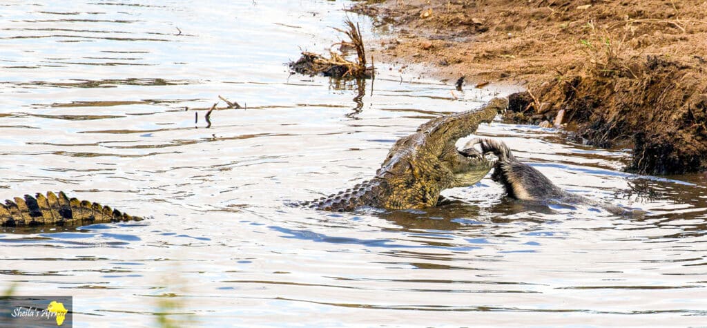 Crocodile nearly loses its meal