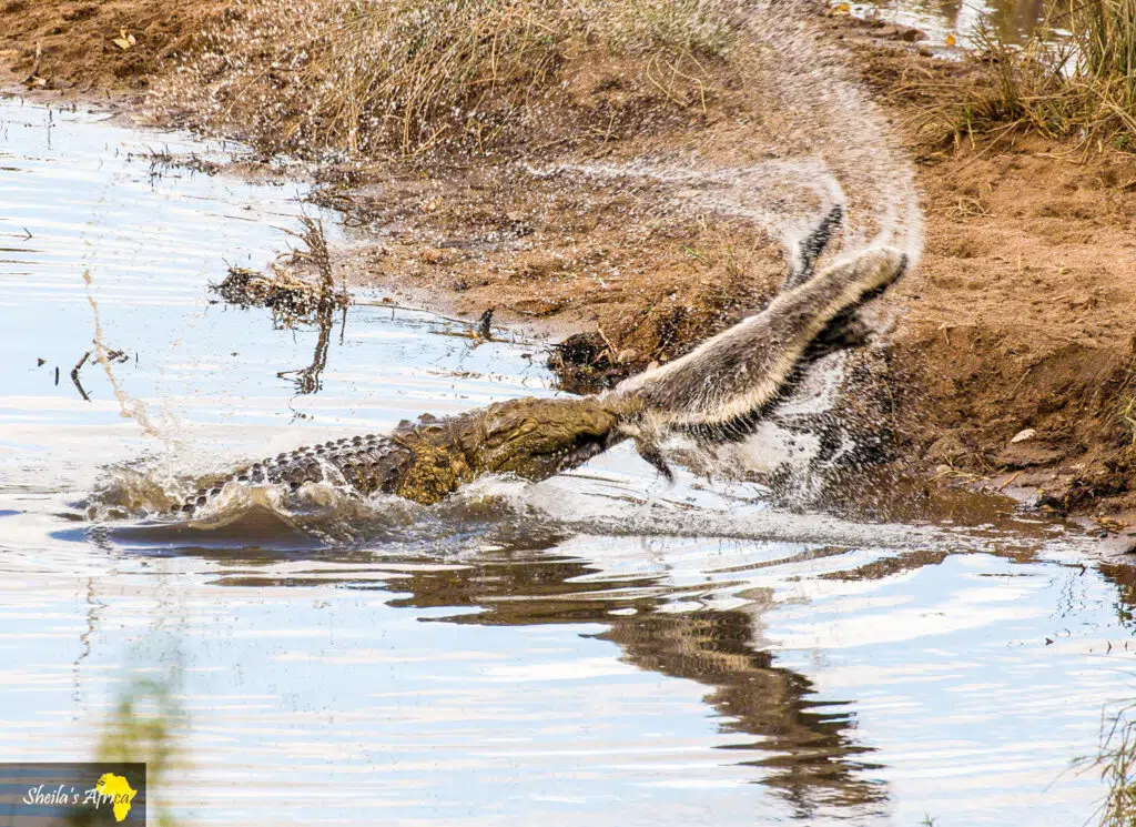 Crocodile smacks down honey badger