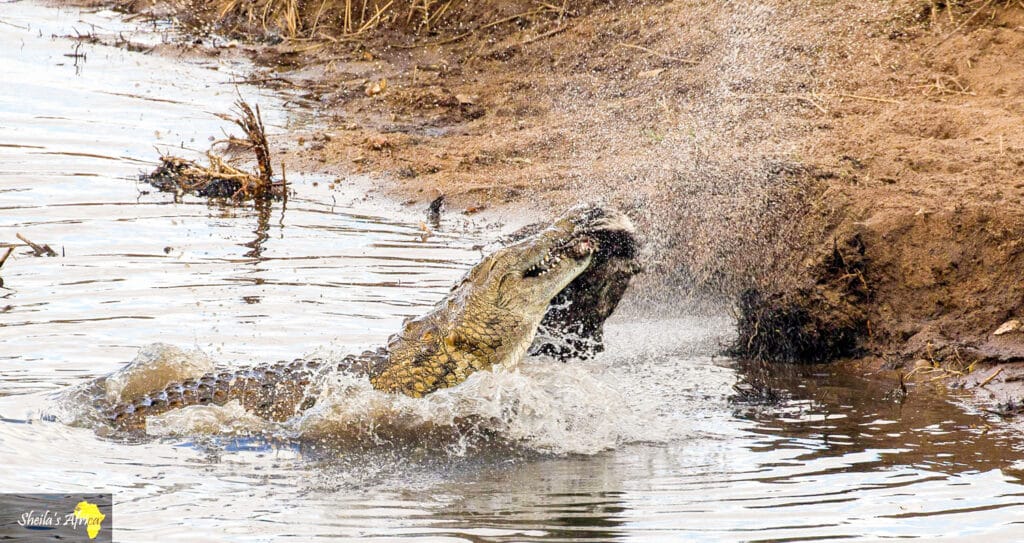 Crocodile splashing about with badger