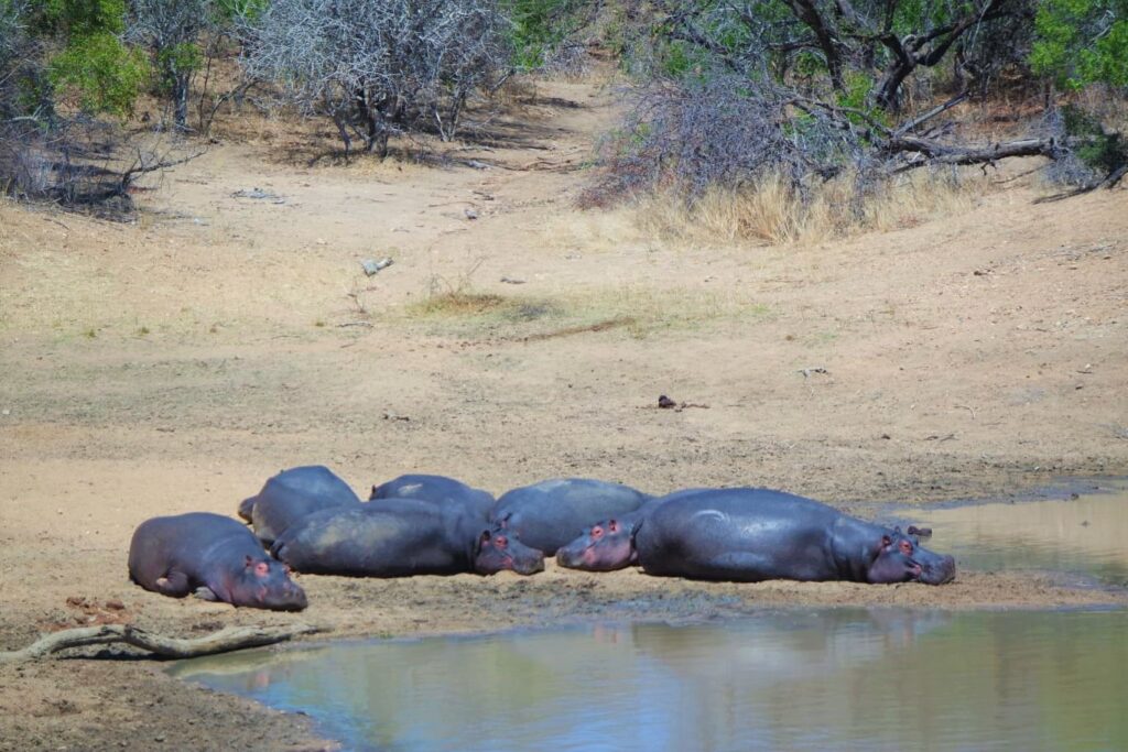 Hippos out the water