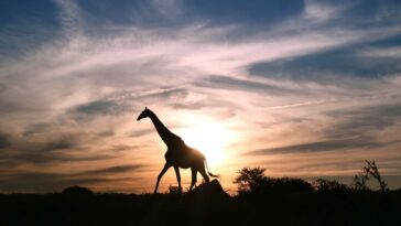 African sunset with giraffe