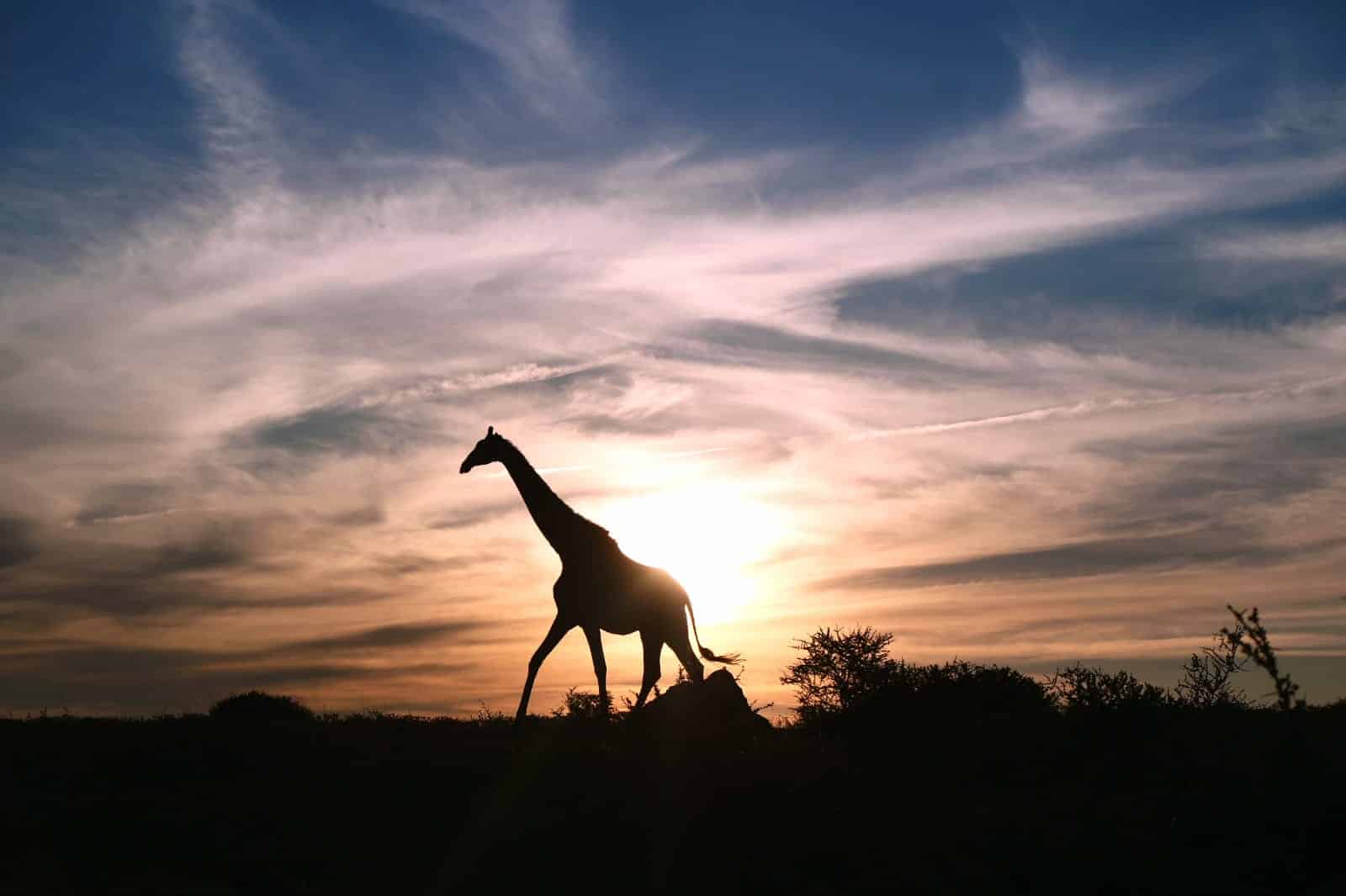 African sunset with giraffe