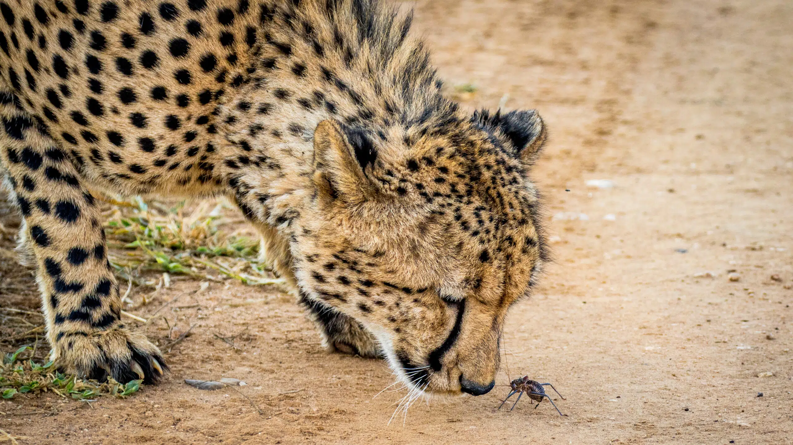 Cheetah sizes up armoured ground cricket