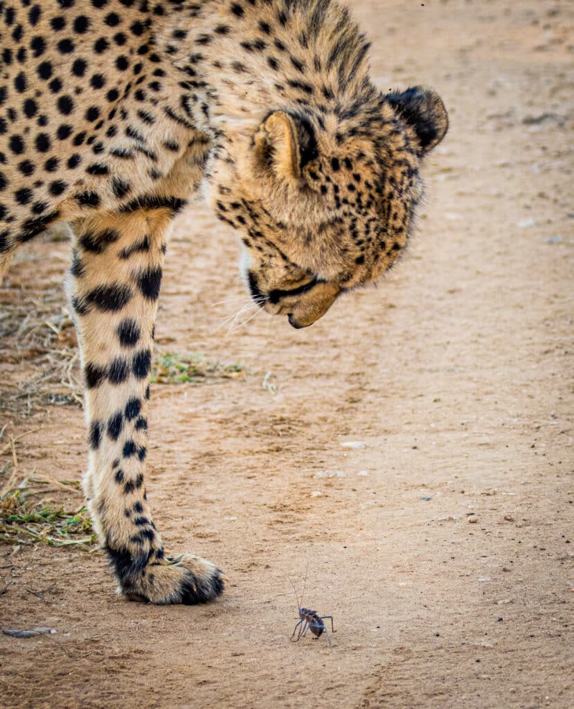 Cheetah leans in to investigate cricket
