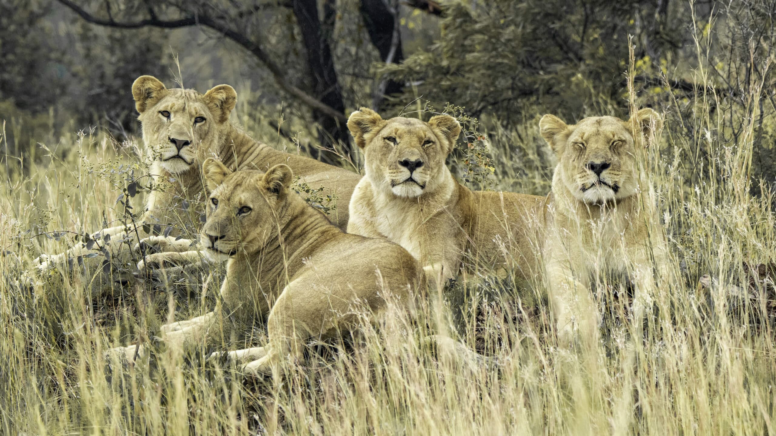 Lion pride in the Pilanesberg National Park