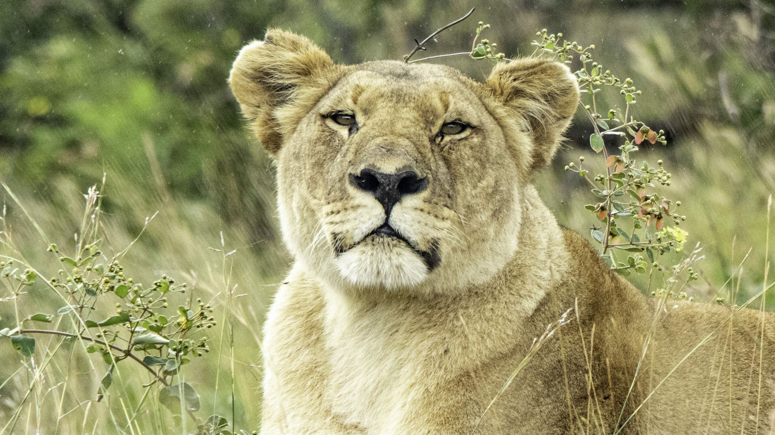 Majestic lioness in Pilanesberg Game Reserve