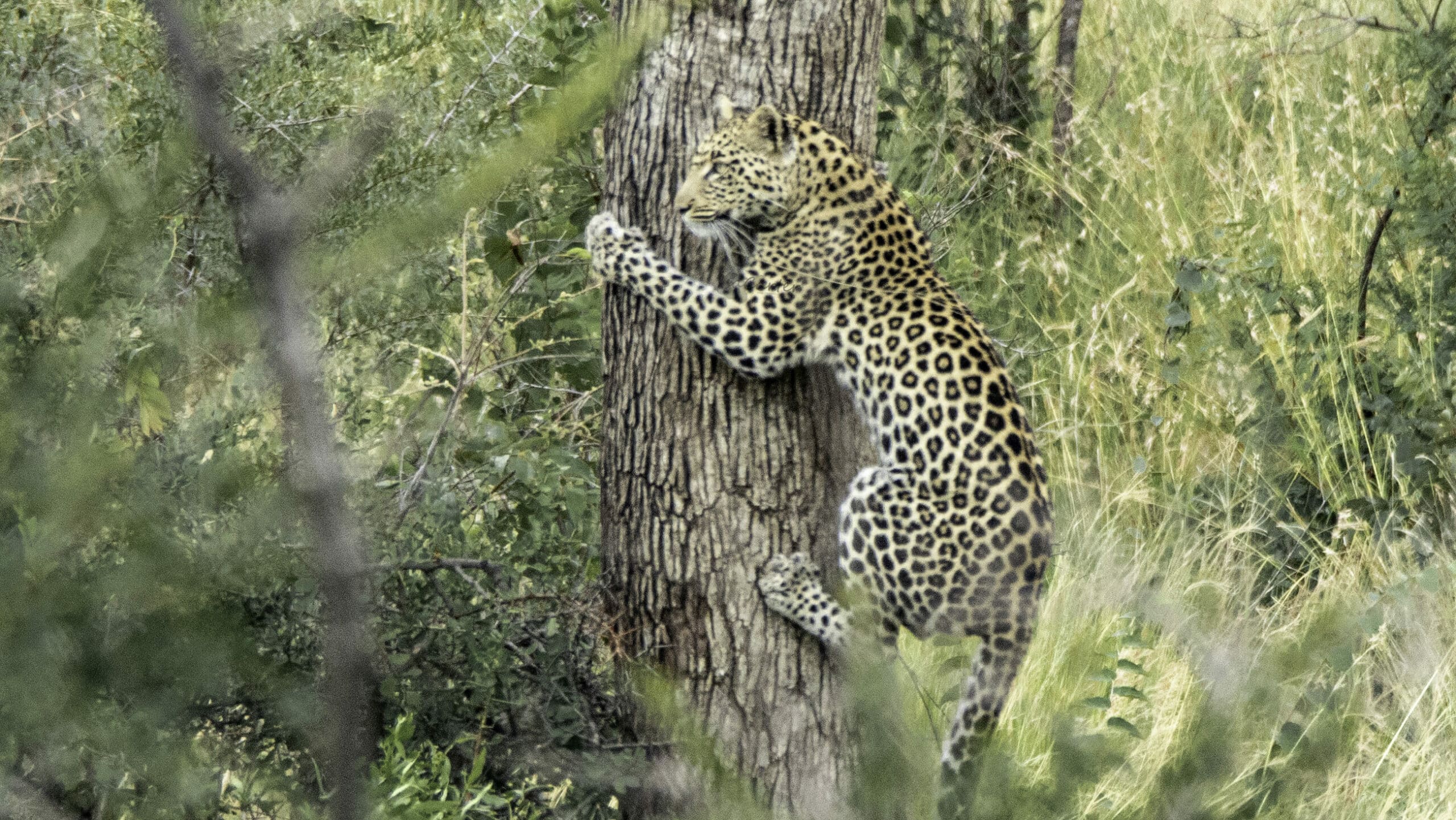 Leopard chased into a tree by lion