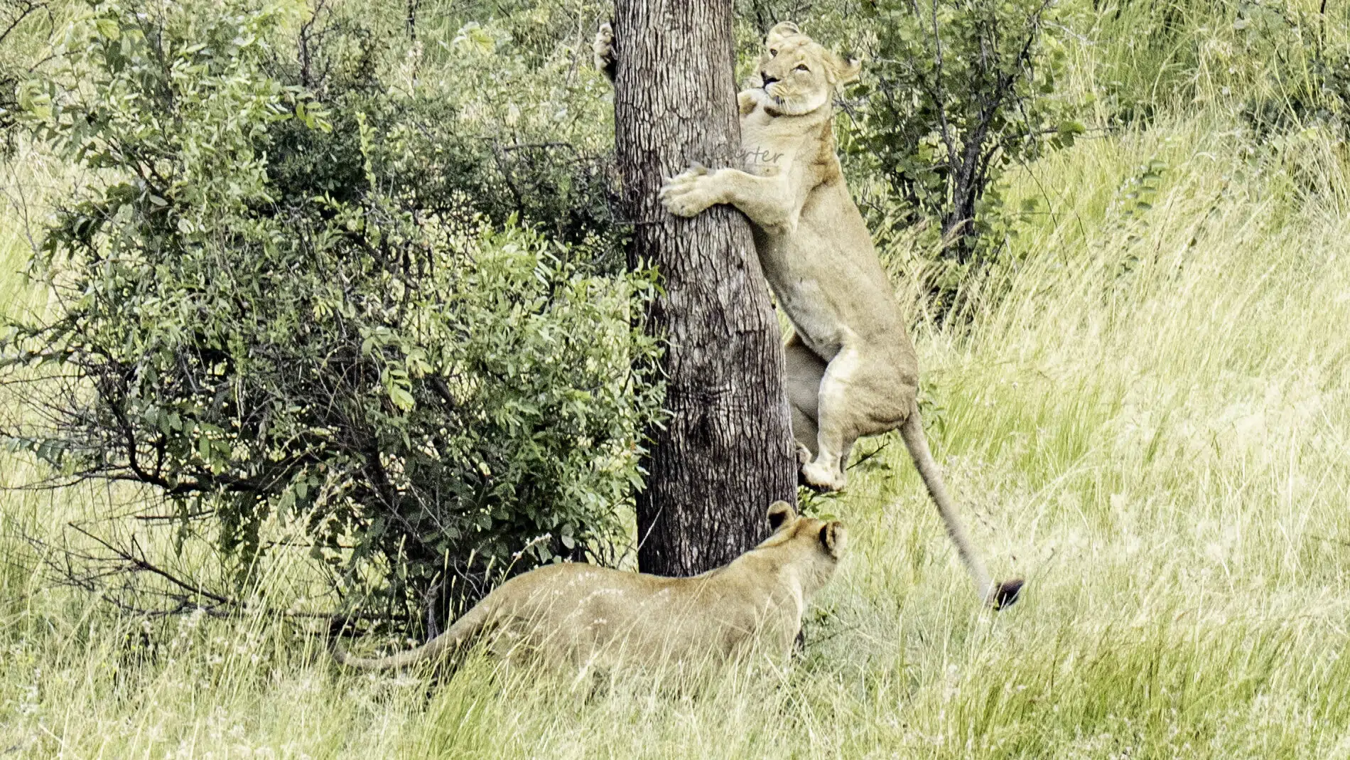 Lions try to chase after leopard