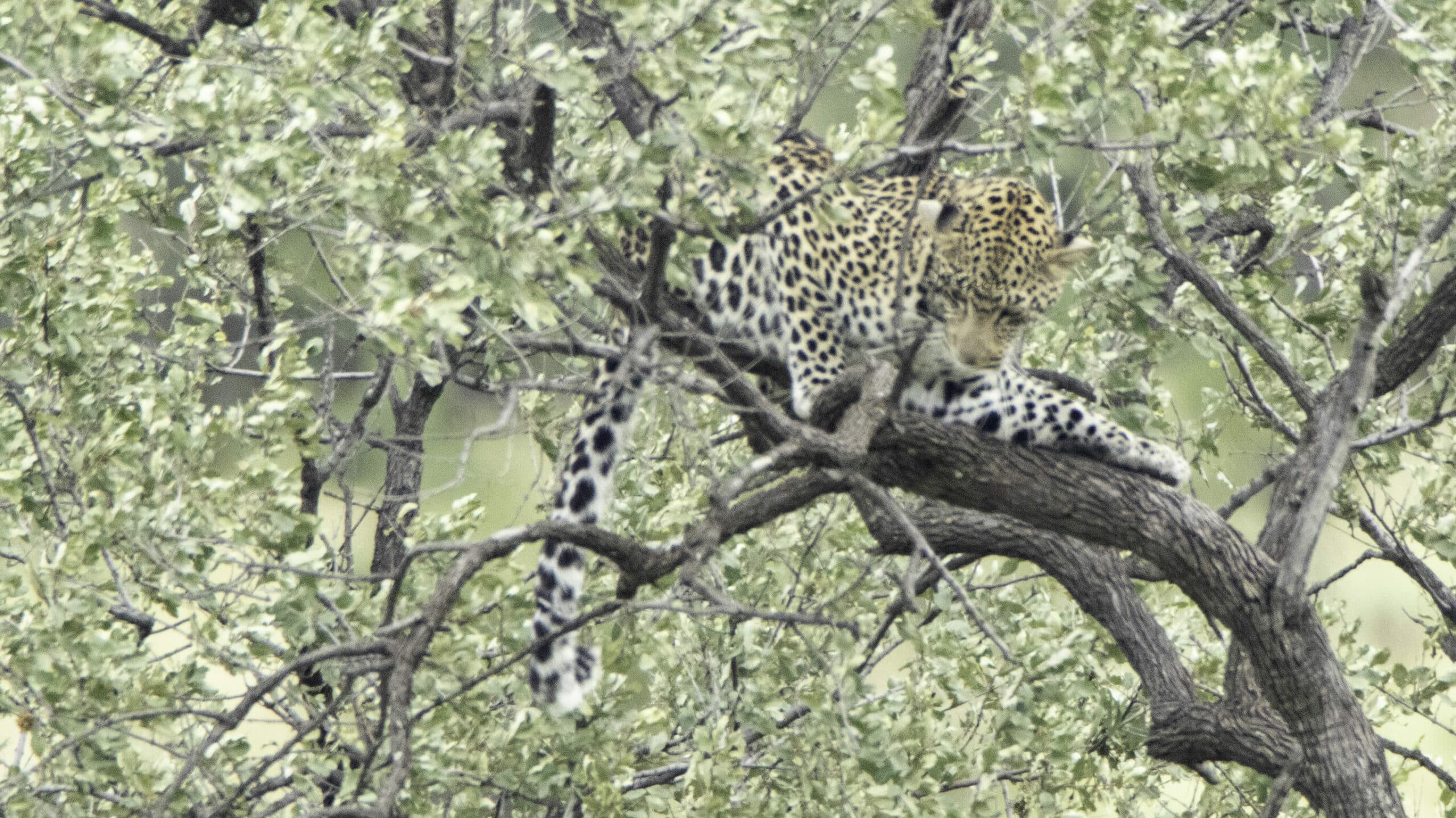 Leopard chased up a tree by hunting lions