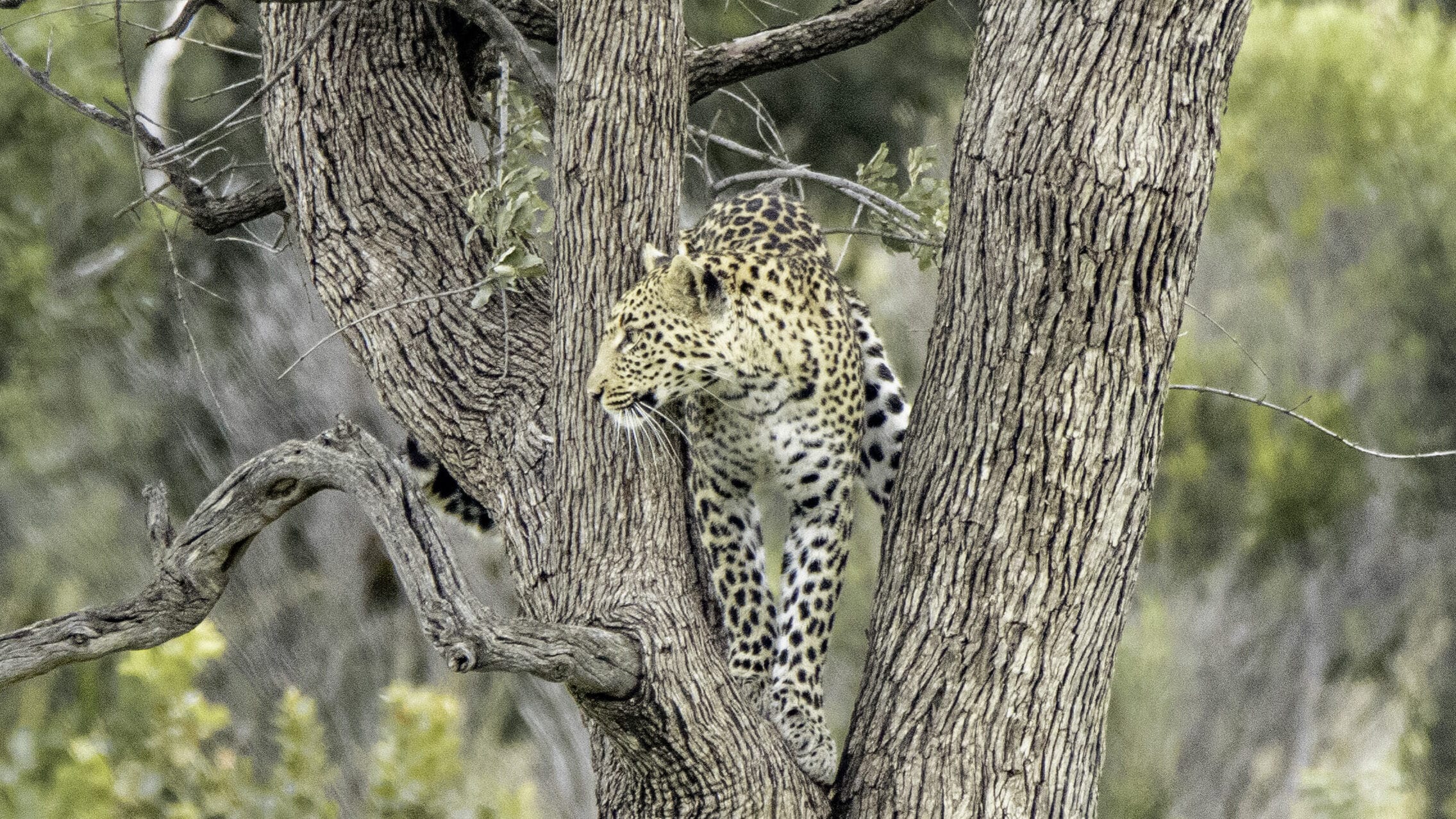 Leopard checking surroundings