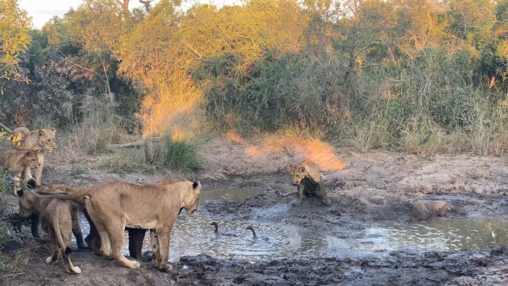 Lions try to get to geese in the Greater Kruger